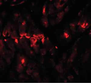 Immunocytochemistry/ Immunofluorescence - Anti-ZBTB9 antibody (AB106628)
