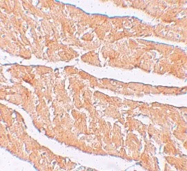 Immunohistochemistry (Formalin/PFA-fixed paraffin-embedded sections) - Anti-ZBTB9 antibody (AB106628)