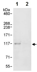 Immunoprecipitation - Anti-ZC3H11A antibody (AB241595)