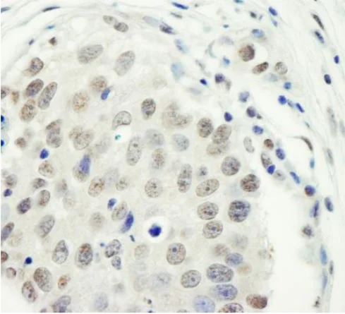 Immunohistochemistry (Formalin/PFA-fixed paraffin-embedded sections) - Anti-ZC3H11A antibody (AB241612)