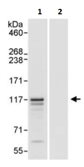 Immunoprecipitation - Anti-ZC3H11A antibody (AB241612)