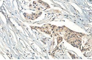 Immunohistochemistry (Formalin/PFA-fixed paraffin-embedded sections) - Anti-ZC3H11A antibody (AB99930)