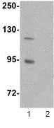 Western blot - Anti-ZC3H12B antibody (AB106710)