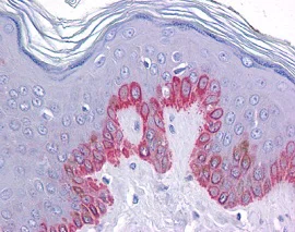 Immunohistochemistry (Formalin/PFA-fixed paraffin-embedded sections) - Anti-ZC3H12C antibody (AB118601)