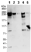Western blot - Anti-ZC3H13 antibody (AB70802)