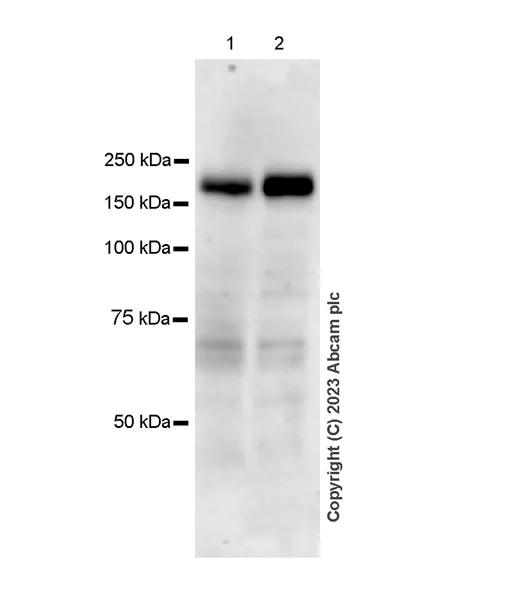 Western blot - Anti-ZC3H13 antibody [EPR25077-7] (AB314638)
