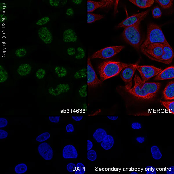 Immunocytochemistry/ Immunofluorescence - Anti-ZC3H13 antibody [EPR25077-7] - BSA and Azide free (AB314639)
