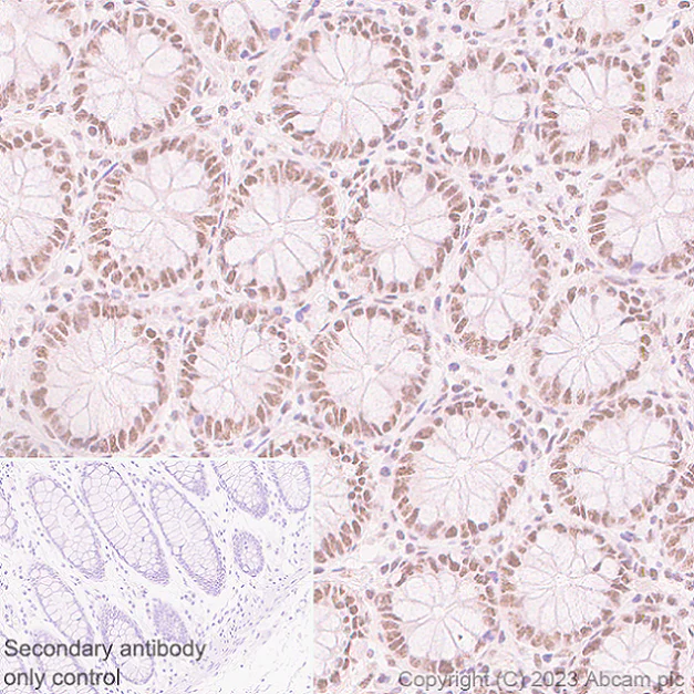 Immunohistochemistry (Formalin/PFA-fixed paraffin-embedded sections) - Anti-ZC3H13 antibody [EPR25077-7] - BSA and Azide free (AB314639)
