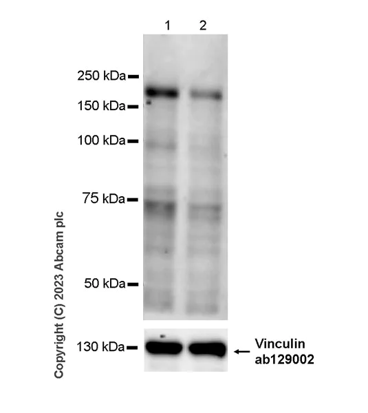 Western blot - Anti-ZC3H13 antibody [EPR25077-7] - BSA and Azide free (AB314639)