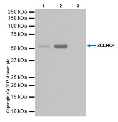 Immunoprecipitation - Anti-ZCCHC4 antibody [EPR20492] (AB211325), expandable thumbnail