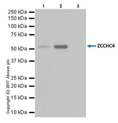 Immunoprecipitation - Anti-ZCCHC4 antibody [EPR20492] (AB211325)