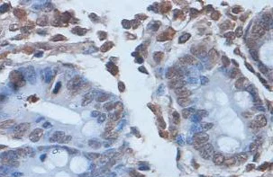Immunohistochemistry (Formalin/PFA-fixed paraffin-embedded sections) - Anti-ZCCHC7 antibody (AB104503)