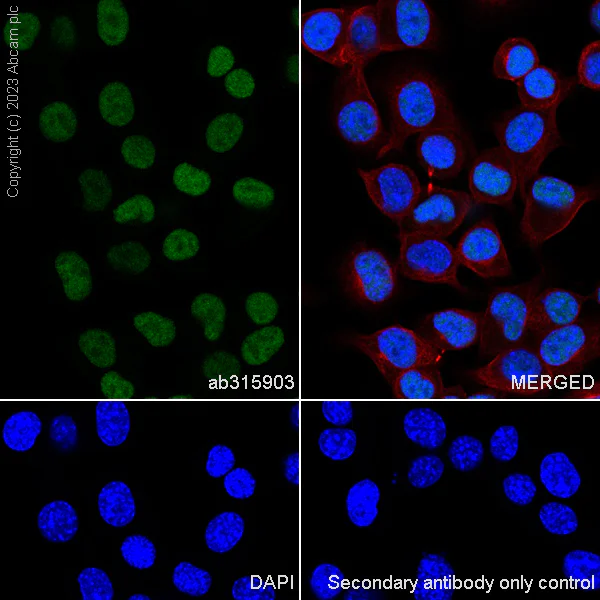 Immunocytochemistry/ Immunofluorescence - Anti-ZCWCC1 antibody [EPR28655-56] (AB315903)