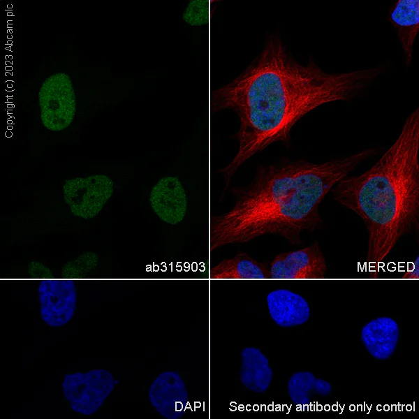 Immunocytochemistry/ Immunofluorescence - Anti-ZCWCC1 antibody [EPR28655-56] - BSA and Azide free (AB315904)