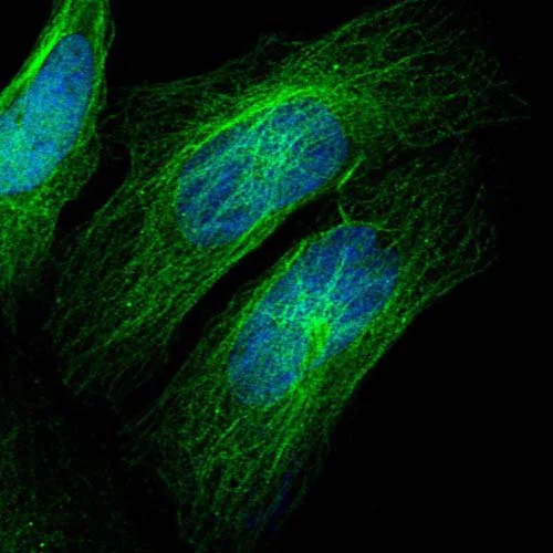 Immunocytochemistry/ Immunofluorescence - Anti-ZCWPW2 antibody (AB126482)