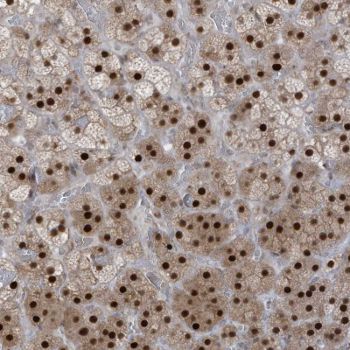 Immunohistochemistry (Formalin/PFA-fixed paraffin-embedded sections) - Anti-ZCWPW2 antibody (AB126482)