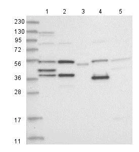Western blot - Anti-ZCWPW2 antibody (AB126482)
