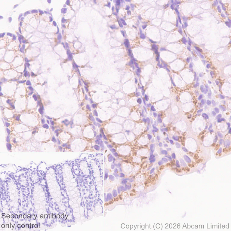 Immunohistochemistry (Formalin/PFA-fixed paraffin-embedded sections) - Anti-ZDHHC7 antibody [EPR30883-532] (AB327351)