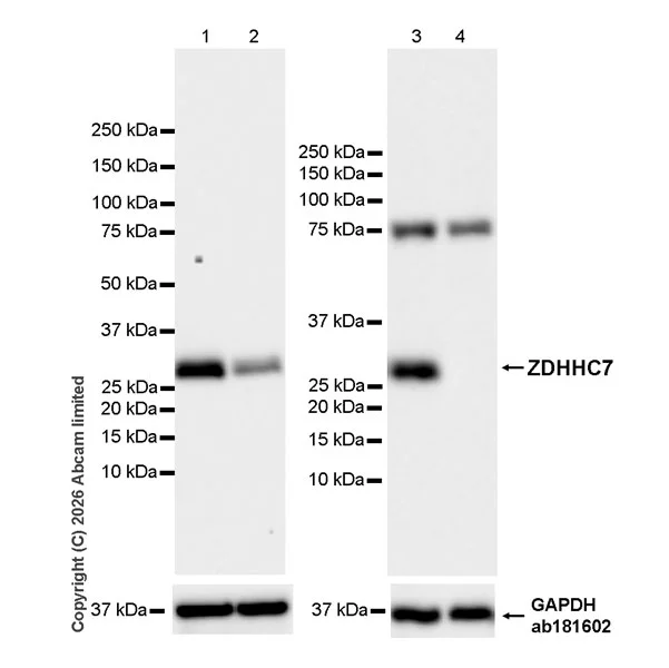 Western blot - Anti-ZDHHC7 antibody [EPR30883-532] (AB327351)