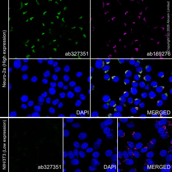 Immunocytochemistry/ Immunofluorescence - Anti-ZDHHC7 antibody [EPR30883-532] - BSA and Azide free (AB326972)