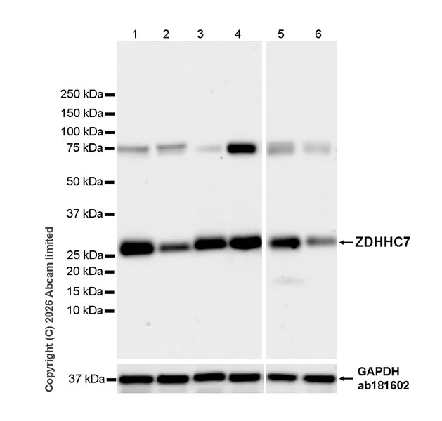 Western blot - Anti-ZDHHC7 antibody [EPR30883-532] - BSA and Azide free (AB326972)