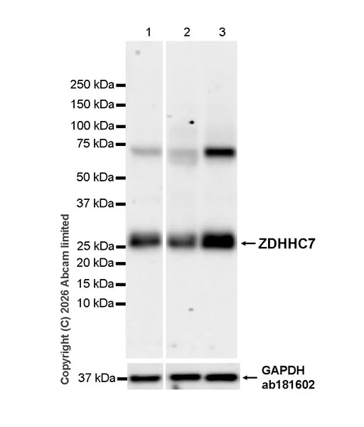Western blot - Anti-ZDHHC7 antibody [EPR30883-532] - BSA and Azide free (AB326972)