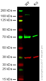 Western blot - Anti-ZEB1 antibody [2A8A6] (AB181451)
