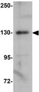 Western blot - Anti-ZEB1 antibody (AB124512)