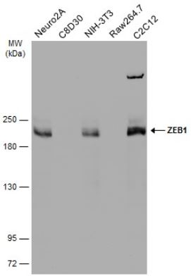 Western blot - Anti-ZEB1 antibody (AB155249), expandable thumbnail