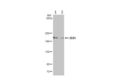 Western blot - Anti-ZEB1 antibody (AB155249)