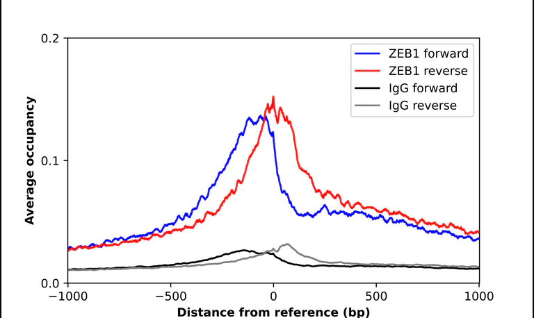 ChIP - Anti-ZEB1 Antibody (AB327209)