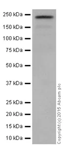 Western blot - Anti-ZEB1 antibody [EPR17375] (AB203829)