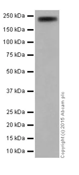 Western blot - Anti-ZEB1 antibody [EPR17375] (AB203829)