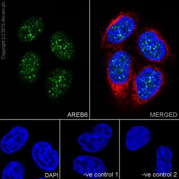Immunocytochemistry/ Immunofluorescence - Anti-ZEB1 antibody [EPR17375] - BSA and Azide free (AB228986), expandable thumbnail