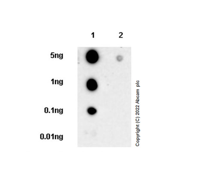 Dot Blot - Anti-ZEB1 antibody [EPR26184-63] (AB303480), expandable thumbnail