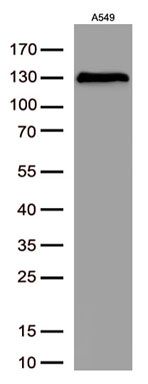 Western blot - Anti-ZEB1 antibody [OTI3G6] - N-terminal (ab180905), expandable thumbnail