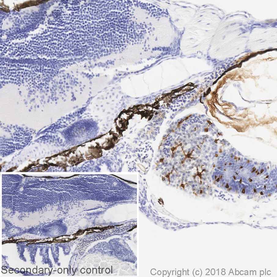 Immunohistochemistry (Formalin/PFA-fixed paraffin-embedded sections) - Anti-Zebrafish Gut Secretory Cell Epitopes antibody [FIS 2F11/2] (AB71286)