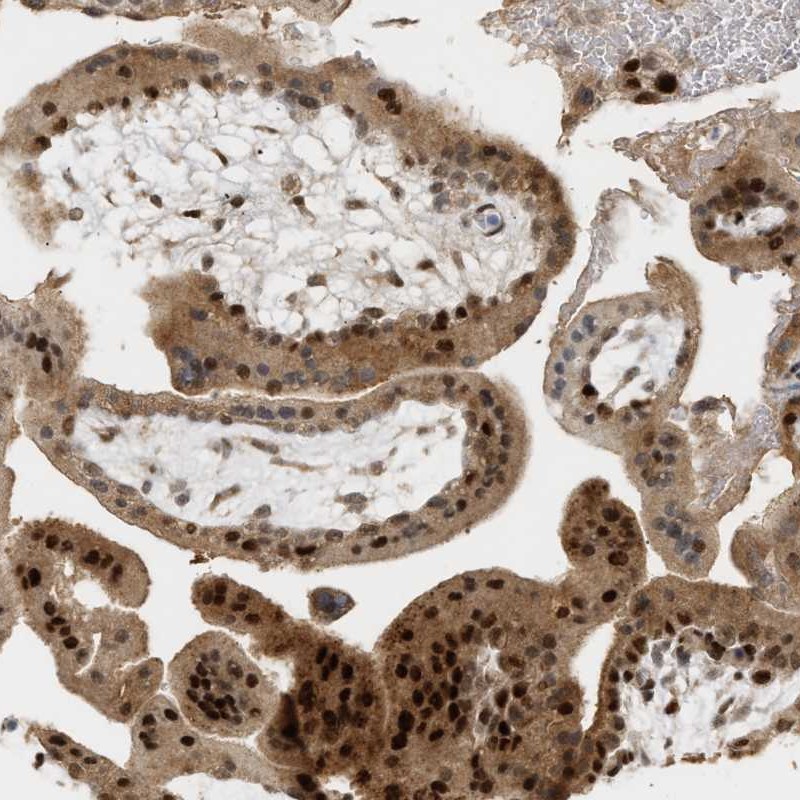 Immunohistochemistry (Formalin/PFA-fixed paraffin-embedded sections) - Anti-ZFAND5 antibody (AB272580), expandable thumbnail