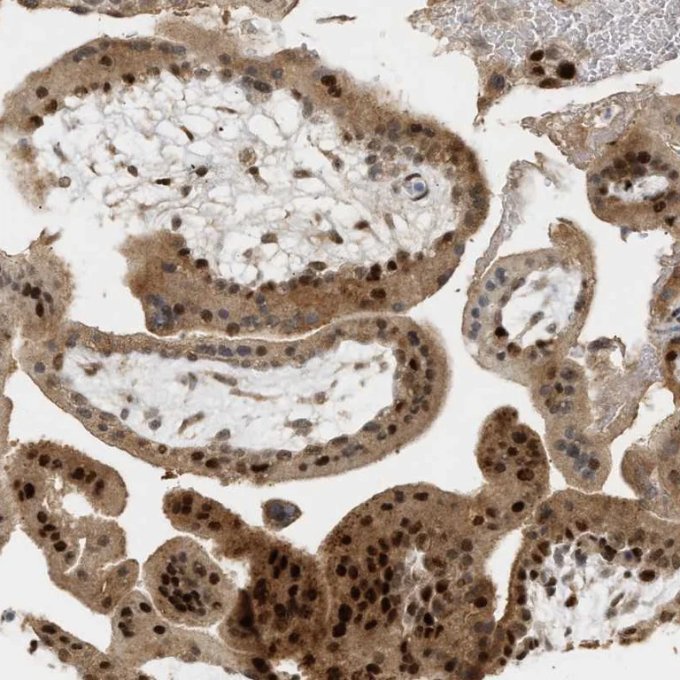 Immunohistochemistry (Formalin/PFA-fixed paraffin-embedded sections) - Anti-ZFAND5 antibody (AB272580)