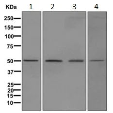 Western blot - Anti-ZFP200 antibody [EPR11002] - BSA and Azide free (AB249647)