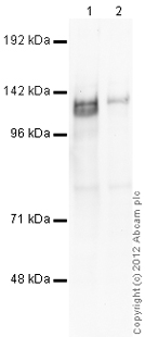 Western blot - Anti-Zfp281/ZNF281 antibody (AB101318)