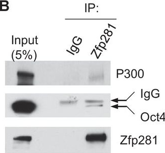 Anti-Zfp281/ZNF281 antibody