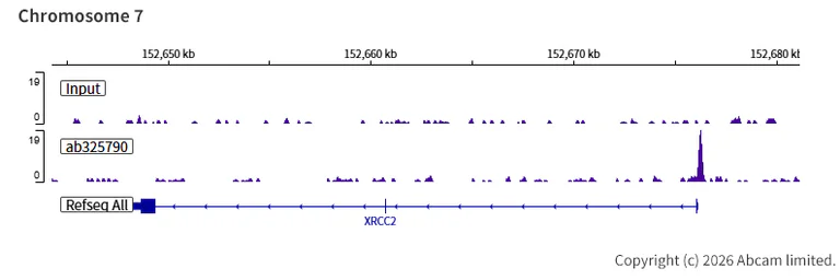 ChIP-sequencing - Anti-Zfp281/ZNF281 antibody [EPR30593-518] (AB325790)