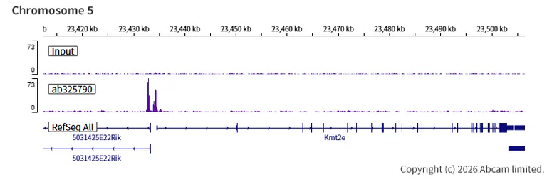 ChIP-sequencing - Anti-Zfp281/ZNF281 antibody [EPR30593-518] (AB325790)