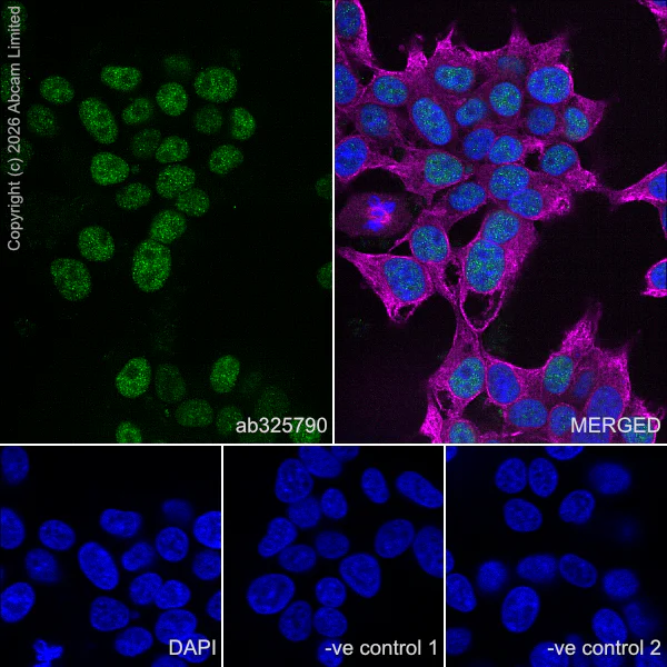 Immunocytochemistry/ Immunofluorescence - Anti-Zfp281/ZNF281 antibody [EPR30593-518] (AB325790)