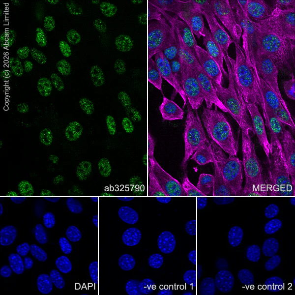 Immunocytochemistry/ Immunofluorescence - Anti-Zfp281/ZNF281 antibody [EPR30593-518] (AB325790)