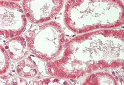 Immunohistochemistry (Formalin/PFA-fixed paraffin-embedded sections) - Anti-ZFP36L1 antibody (AB230507)