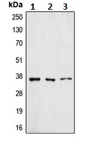 Western blot - Anti-ZFP36L1 antibody (AB230507)