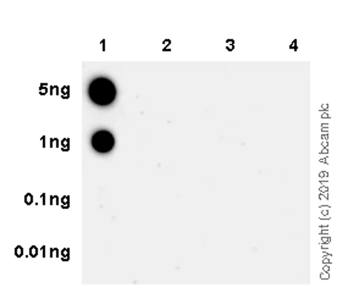 Dot Blot - Anti-ZFP36L1 (phospho S92) antibody [EPR19926] - BSA and Azide free (AB238459)