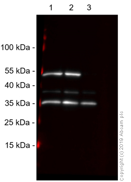 Western blot - Anti-Zfp57 antibody (AB45341), expandable thumbnail